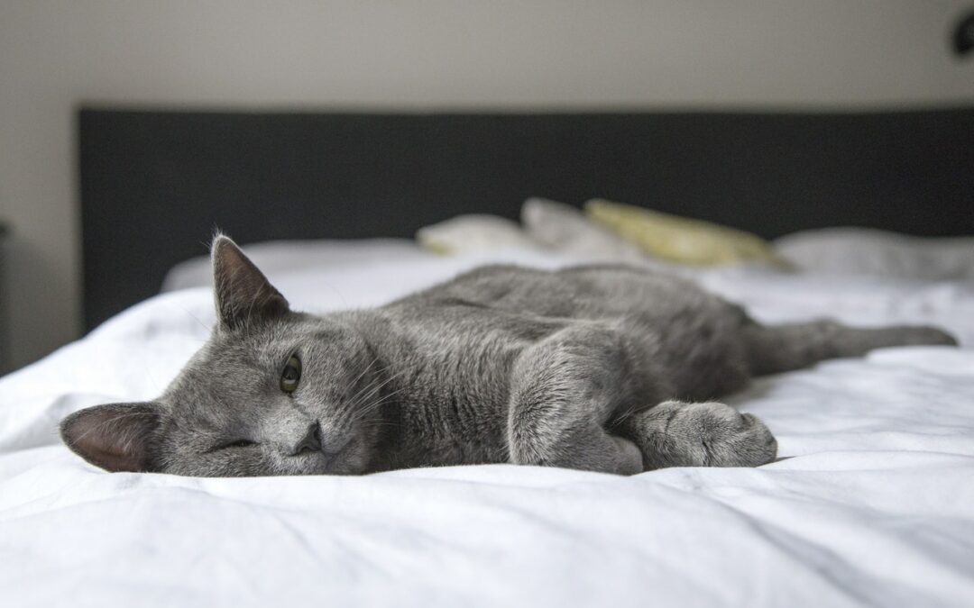 Cat on bed - tips to sleep better - sofiaspencil.com