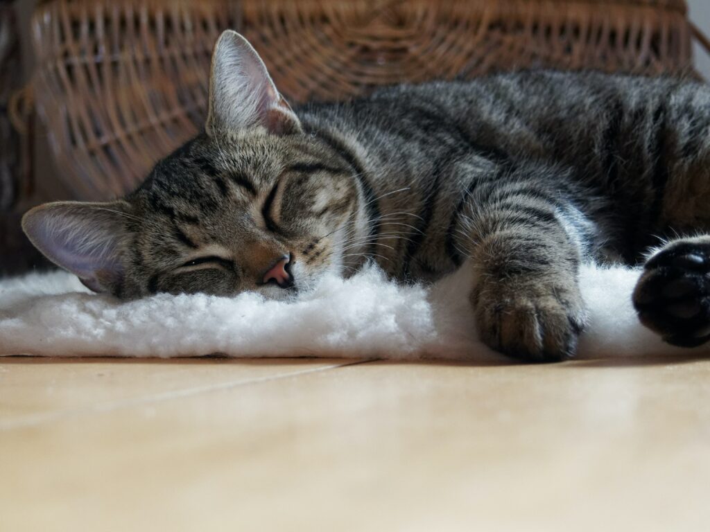 Sleepy cat - 12 Tips to Sleep Better - Sofiaspencil.com