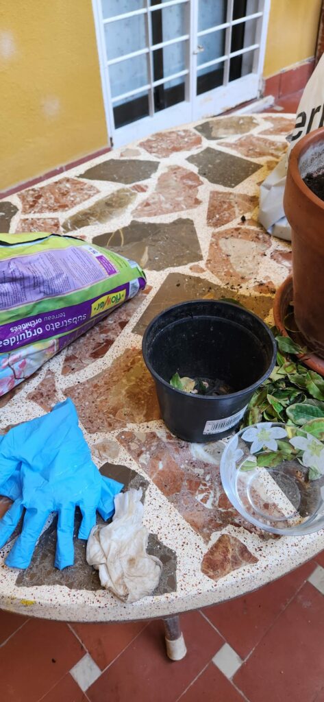 Repotting plants: when, how, tips - Sofia's Pencil - Tools