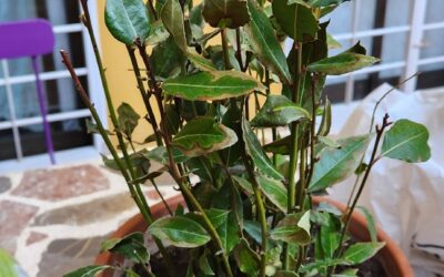 Repotting Plants: When, How to Do It and Best Tips