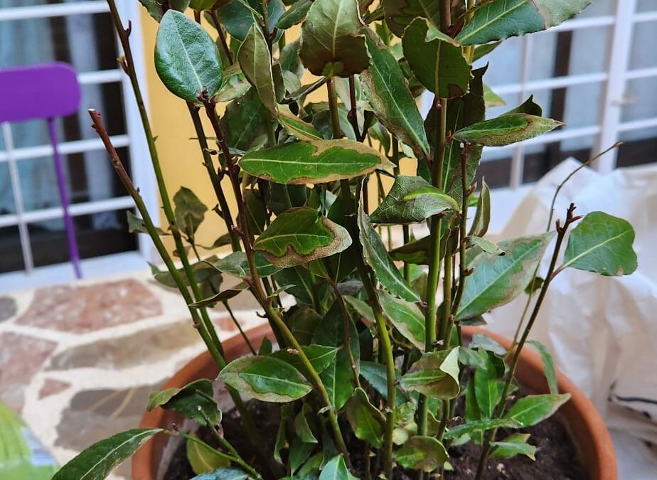 Repotting Plants - When Hpw and Best tips - Sofia's Pencil - Laura's Bay Tree